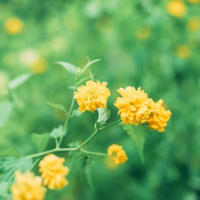 连线指挥官手游下载